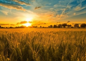 Fuerte suba de los precios del trigo por la previsión de una menor oferta mundial