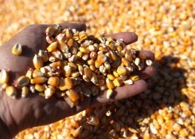 Por la fuerte caída de su cosecha, Brasil prevé exportar un 32,6% menos de maíz