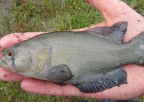 El biólogo Felipe Alonso trabaja para la conservación de los pequeños peces killis: Cualquiera puede convivir con ellos en el campo