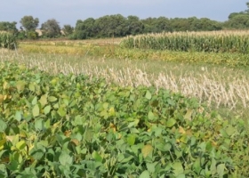 Evalúan el impacto de la fertilización fosfatada en secuencias agrícolas.