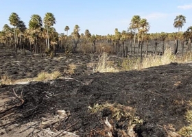 En el agro de Santa Fe alertan por una ola de incendios intencionales