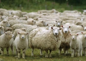 Cosa de locos: La exportación argentina de carne ovina creció más de un 30% luego de la eliminación de las retenciones