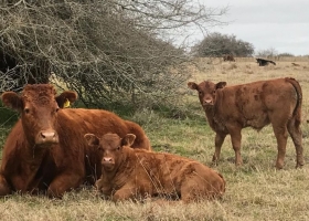 Relato. Afirman que la emisión de la ganadería argentina es insignificante