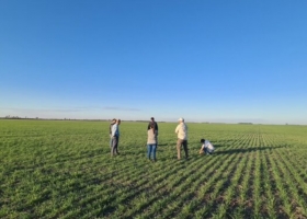 Argentina ya suma un total de 78.000 hectáreas sembradas con cultivos HB4 tolerantes a sequía