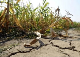 Clima: ¿Se avecina una pandemia que azote a una economía ya caída?