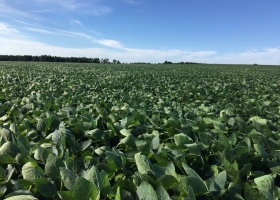 Derrumbe en el país de la soja: el cultivo estrella tendrá la menor siembra en 15 años