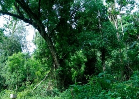 La FAO apoyará a Argentina en la implementación de un Plan de Acción Nacional de Bosques con 82 millones de dólares