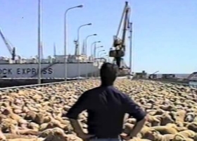 La Argentina apunta a concretar su primera gran exportación de ganado en pie en mucho tiempo: Serían unos 30.000 ovinos para Arabia Saudita