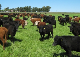 Diversificar la oferta forrajera para producir más kilos de carne