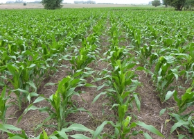 Sin lluvias y temperaturas elevadas, las reservas de humedad disminuyeron en zona núcleo