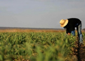 Trabajadores rurales: las cuatro modalidades contractuales en el Régimen de Trabajo Agrario