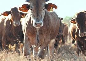 Cepo a la carne. El Gobierno aún no liberó la exportación de la vaca china
