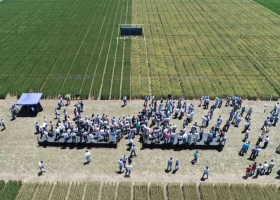 Piden que se controle el trigo transgénico para evitar problemas comerciales