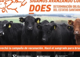 Más del 64% de los establecimientos ganaderos del país efectuó el control por la brucelosis