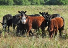 Restricciones al campo: la incertidumbre golpea al stock y la producción ganadera
