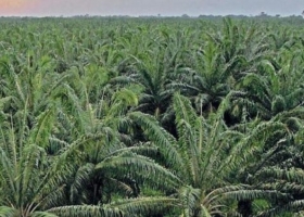 Oil World proyecta que en 2022 habrá mucha producción de aceite y precios a la baja
