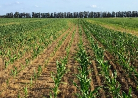 Maíz de segunda en el sudeste de Buenos Aires: Una opción que le compite a la soja en lo económico y la supera en lo ambiental