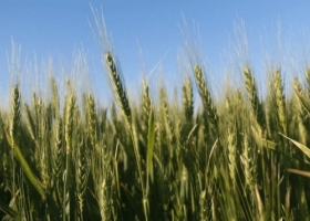 Continúa complicada la cosecha nacional de trigo