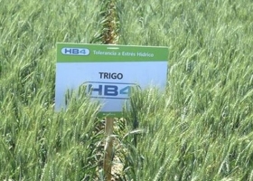 Exportadores argentinos comenzaron a exigir en los boletos de compraventa que figure la indicación de trigo “libre de HB4”