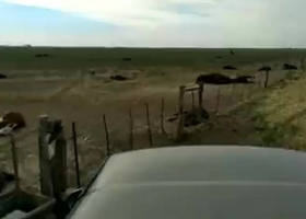 Faltó agua para las vacas y encontró una catástrofe