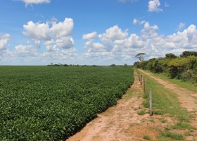 COP26. Las ocho firmas que pondrán US$ 3000 millones para producir carne y soja libre de deforestación