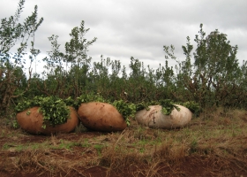 Fijan nuevos controles y multas para la yerba mate: buscan eliminar la presencia de otros vegetales