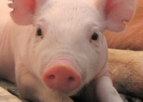 Argentina declara el alerta sanitaria por el avance en el Caribe de la Peste Porcina Africana
