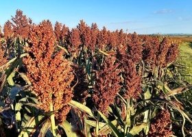 Ya se sembraron más de 166.000 mil hectáreas con sorgo