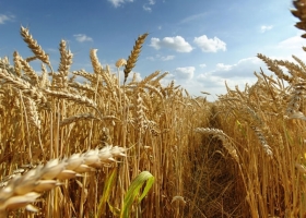 Trigo: con picos de rendimiento de 70 quintales, la zona núcleo suma 150.000 toneladas de producción