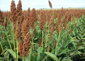 Tecnología: La adopción de híbridos de sorgo tolerantes a imidazolinonas ya alcanza el 35%