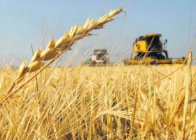 Habrá producción récord de trigo en la zona núcleo