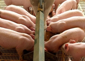 El precio del cerdo se recupera en China