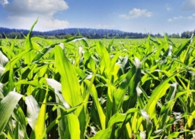 INTA desarrolló un sistema de información on line para producciones agropecuarias