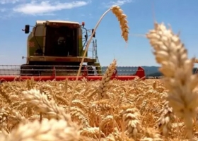 La región producirá un 70 % más de trigo que el año pasado