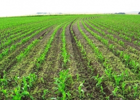 Crece el rechazo en el campo a la campaña con actores contra los agroquímicos