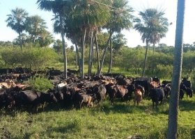 Integraron el bosque con la ganadería y lograron una producción de bajo costo, sostenible y eficiente