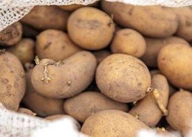 Cosecha de papas: Refuerzan inspecciones para terminar con la informalidad laboral