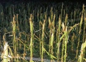 Cientos de hectáreas con maíz fueron arrasadas por un temporal de granizo y fuertes vientos