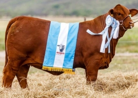 Histórico: pagaron $16 millones en un remate ganadero