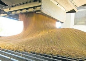 Soja: el dato que favorece a la Argentina y que revirtió la tendencia bajista