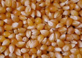 Bajaron retenciones a productos del campo: así quedaron