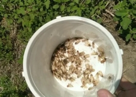 Insectos en soja y maíz: se expande la Red que aporta datos claves para la producción