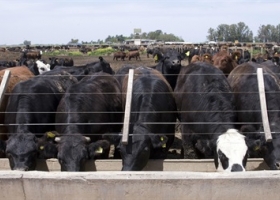 Sigue cayendo el encierre en los feedlots