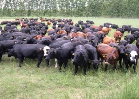 La falacia de aumentar la producción de carne imponiendo un peso mínimo de faena