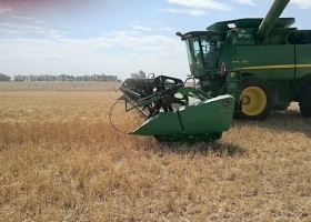 Volúmenes de equilibrio: Agricultura deja abierta la puerta para una revisión en trigo