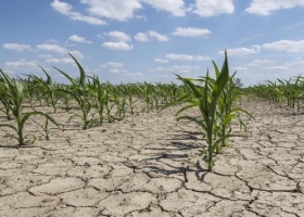 El tiempo seco en Sudamérica revitalizó los precios de la soja en Chicago