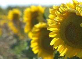 Girasol: se comienza a jugar un partido difícil