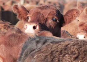 Mejor que el Bitcoin es el “Bitcalf”: El precio del ternero alcanzó un máximo histórico al convertirse en refugio de valor