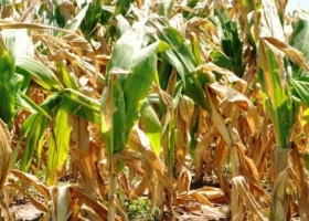 Por sequía y calor, la BCR confirma pérdidas de entre 20% y 40% en los rindes del maíz en el Este
