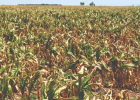 Sin pronóstico de lluvias cercano, peligra la recta final de siembra de soja, maíz y sorgo